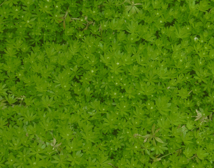 waldmeister
